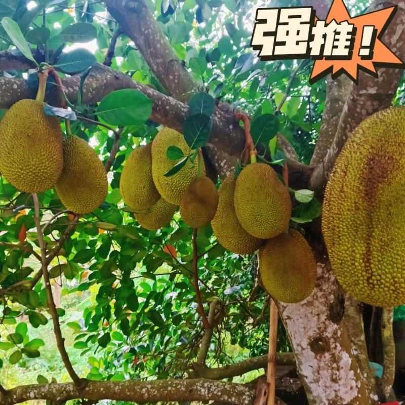 广东茂名高州本地山地干包黄肉菠萝蜜，正宗本地靓货