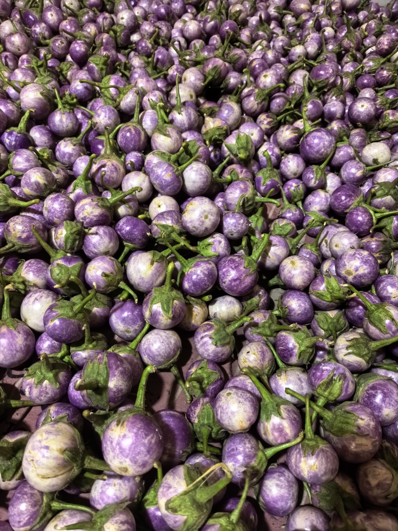 迷你小茄子