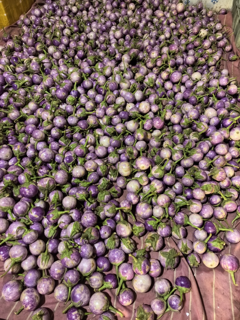 迷你小茄子
