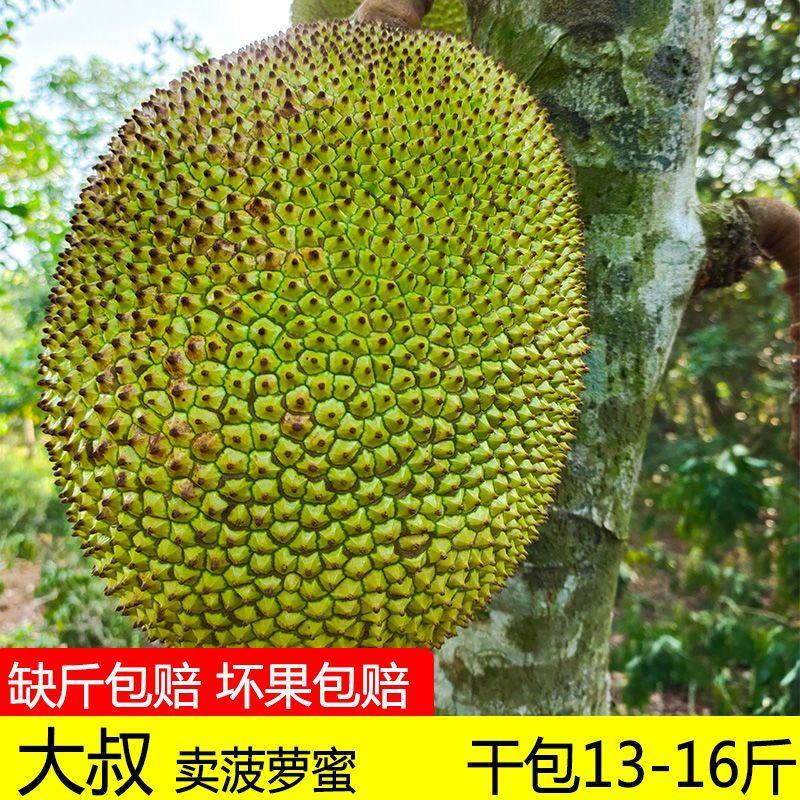 广东茂名高州本地山地干包黄肉菠萝蜜，正宗本地靓货