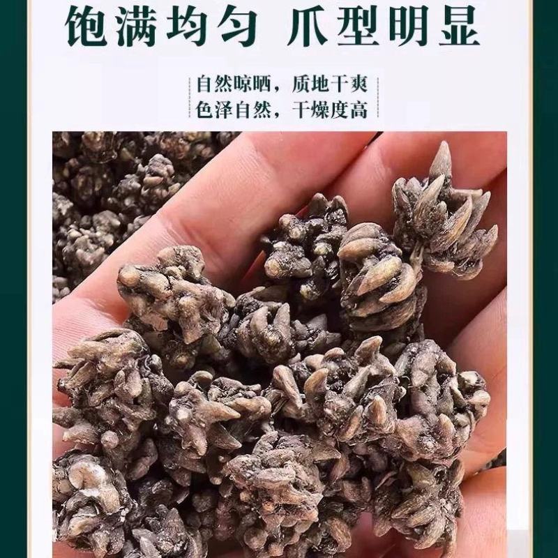 野生猫爪草水洗正宗猫爪草中草药中药材批发零售保质保量