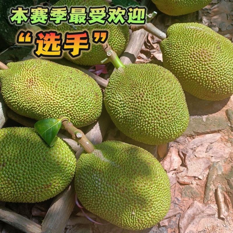 广东茂名高州本地山地干包黄肉菠萝蜜，正宗本地靓货