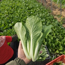 水白，小白菜，毛白菜、快菜太和县产地直供对接批发代收代卖