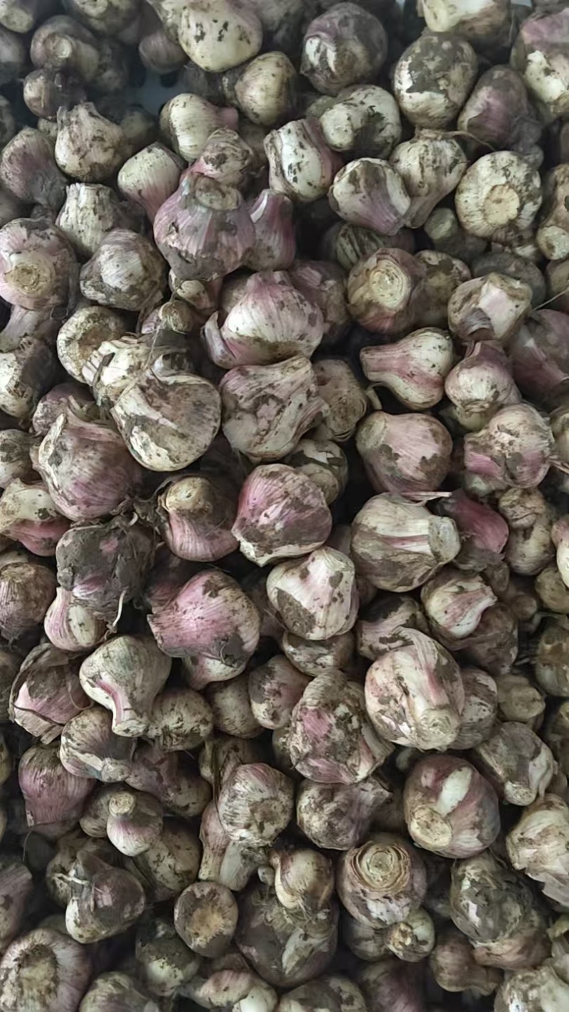 大蒜，紫皮蒜大蒜头，新大蒜，大量供应，一手货源，量大从优