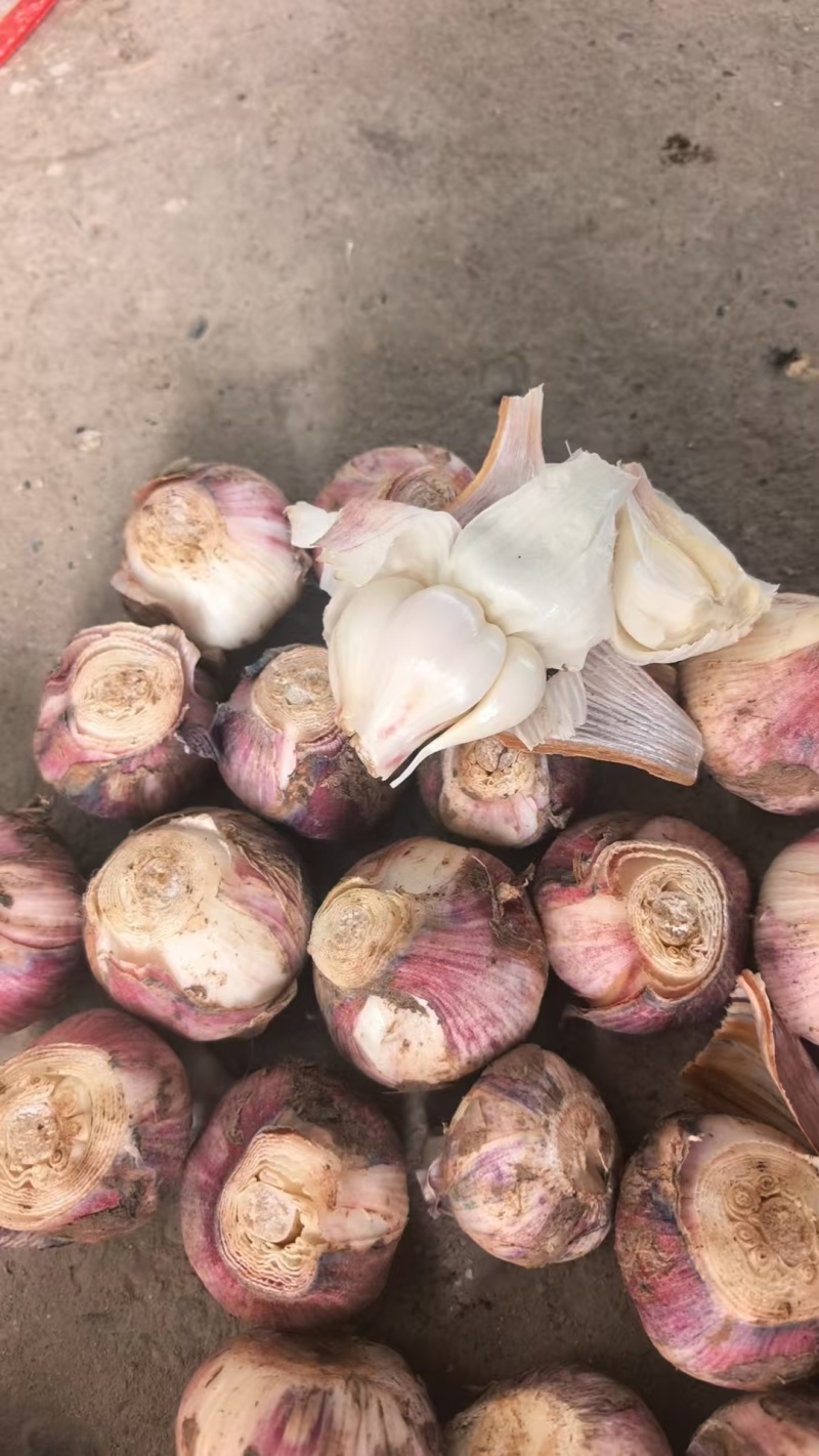 大蒜，紫皮蒜大蒜头，新大蒜，大量供应，一手货源，量大从优