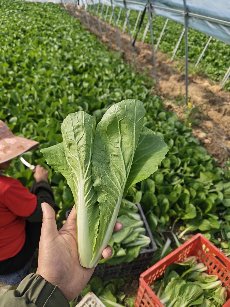 水白，小白菜，毛白菜、快菜太和县产地直供对接批发代收代卖