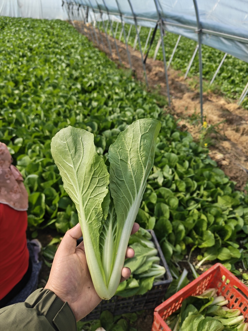 水白，小白菜，毛白菜、快菜太和县产地直供对接批发代收代卖