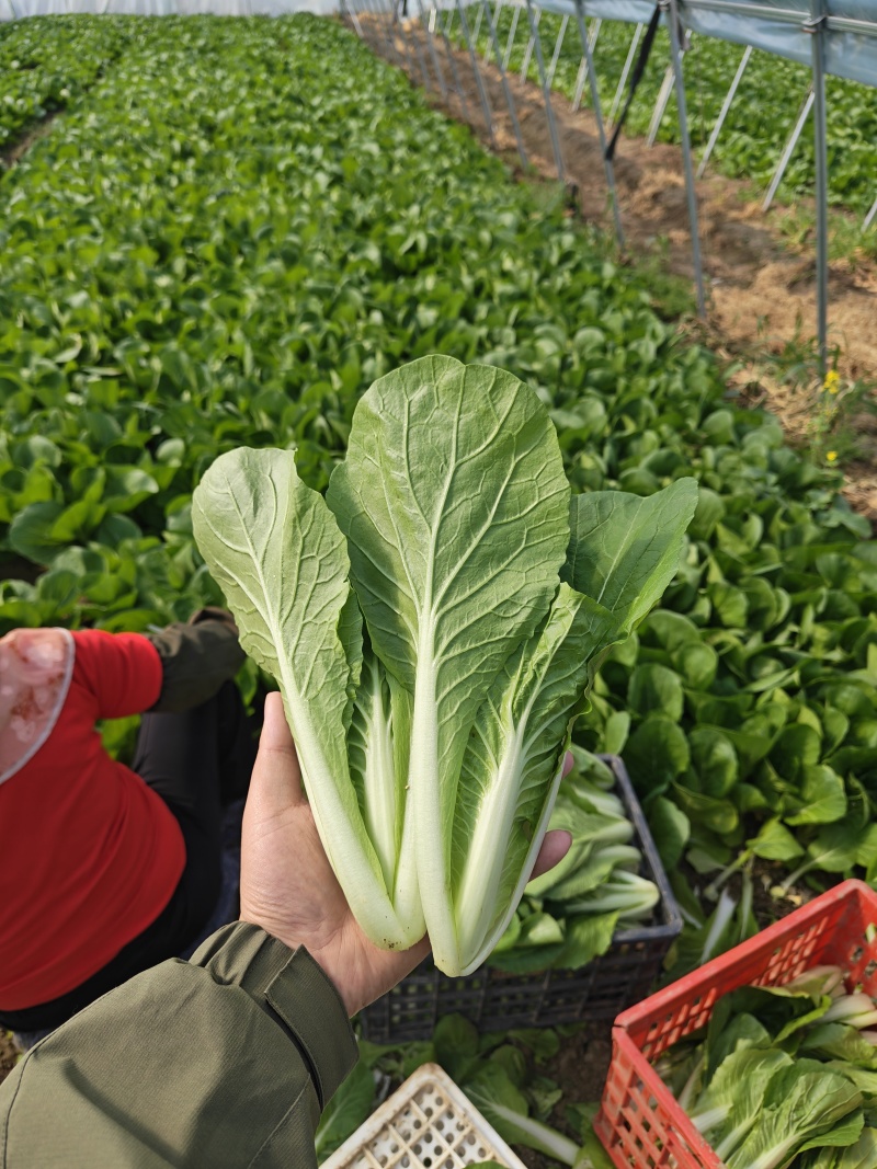 水白，小白菜，毛白菜、快菜太和县产地直供对接批发代收代卖