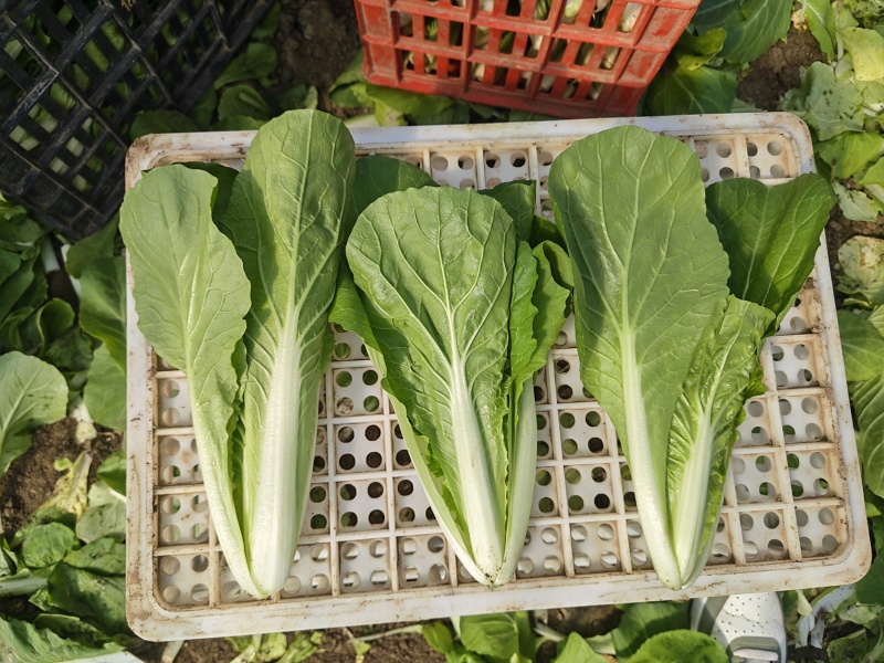 水白，小白菜，毛白菜、快菜太和县产地直供对接批发代收代卖