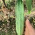 【推荐】黄瓜老黄瓜吊瓜旱瓜水果黄瓜供应市场商超
