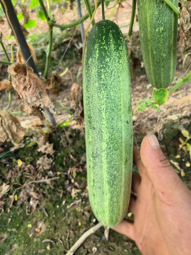 【推荐】黄瓜老黄瓜吊瓜旱瓜水果黄瓜供应市场商超