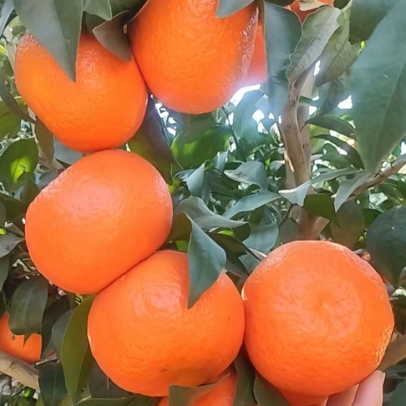 沃柑