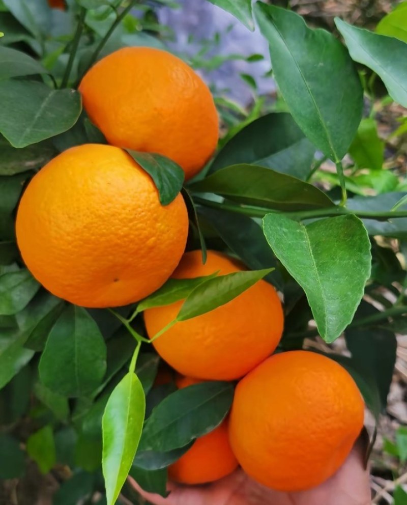 沃柑