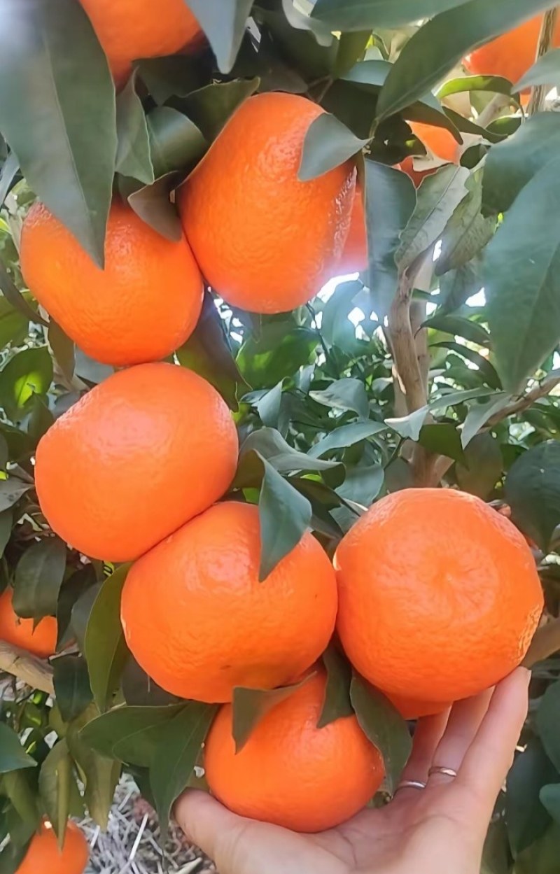沃柑