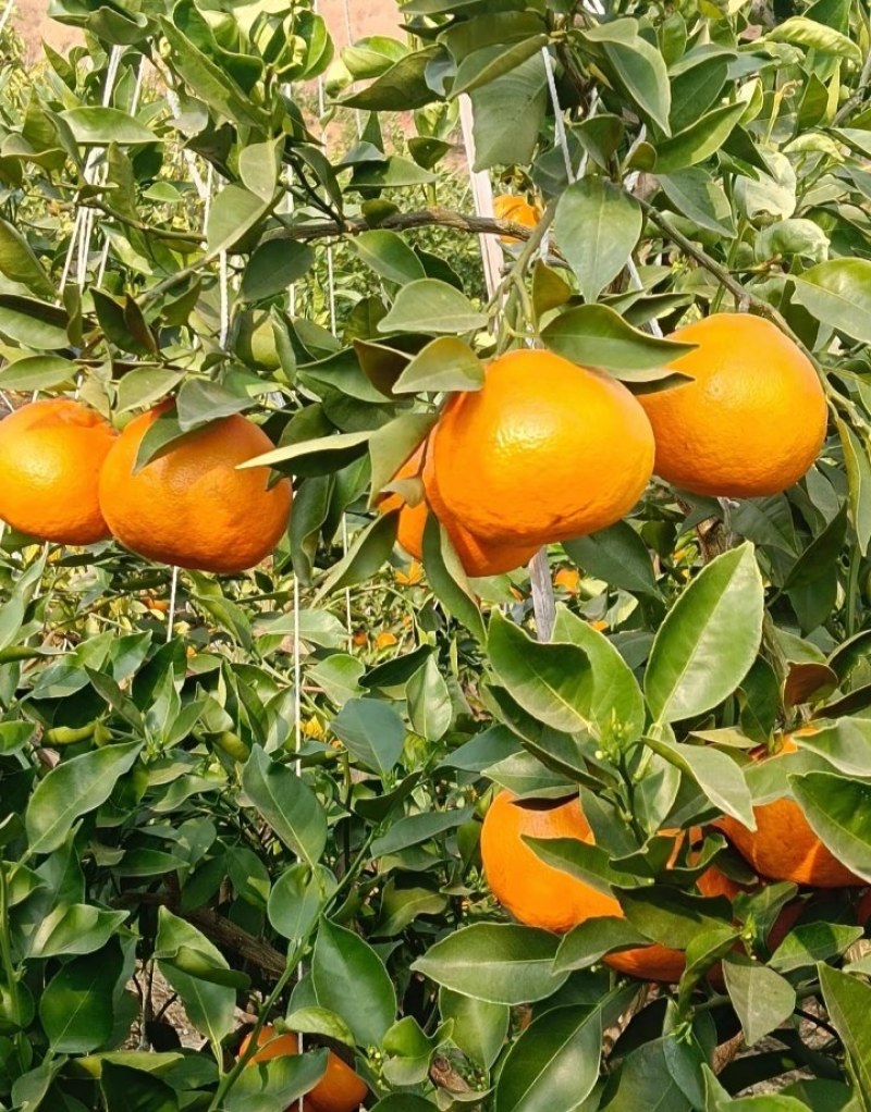 沃柑
