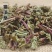 云南西双版纳猫须草新鲜当季中药材批发零售各种规格保质保量
