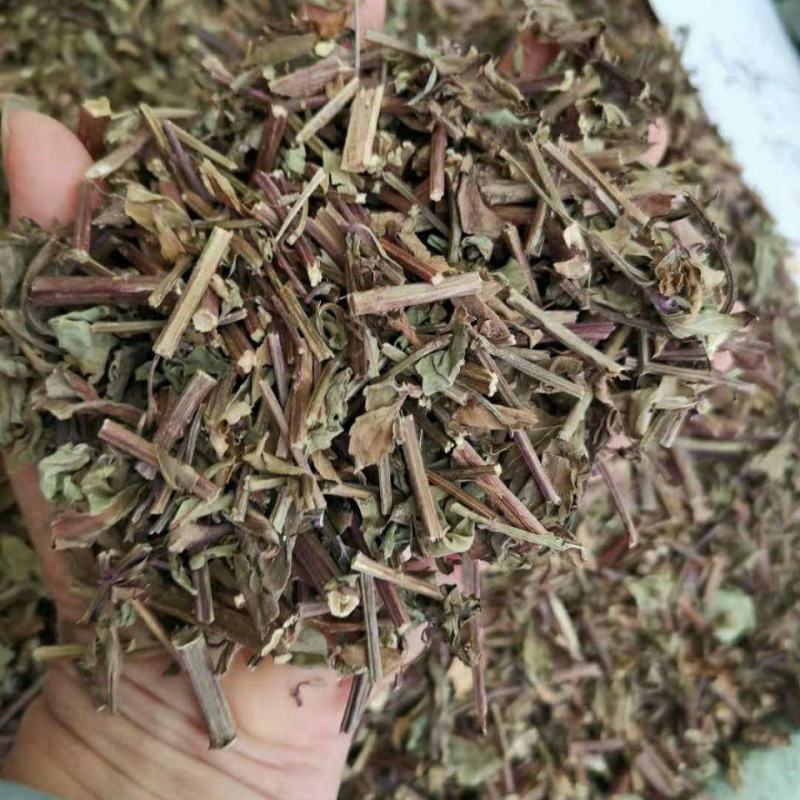 云南西双版纳猫须草新鲜当季中药材批发零售各种规格保质保量