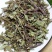 云南西双版纳猫须草新鲜当季中药材批发零售各种规格保质保量
