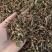 云南西双版纳猫须草新鲜当季中药材批发零售各种规格保质保量