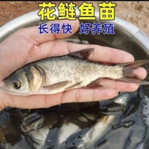 【花鲢鱼苗】10公分花鲢鱼苗好养殖长得好货源充足