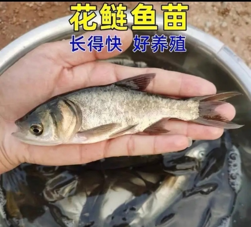 【花鲢鱼苗】10公分花鲢鱼苗好养殖长得好货源充足
