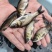 【花鲢鱼苗】10公分花鲢鱼苗好养殖长得好货源充足