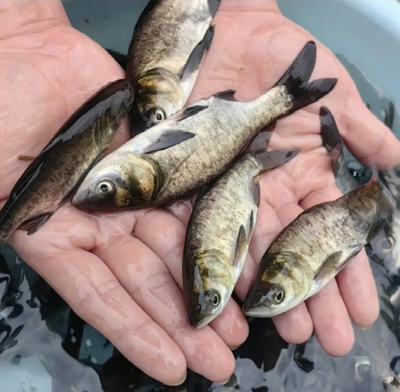 【花鲢鱼苗】10公分花鲢鱼苗好养殖长得好货源充足