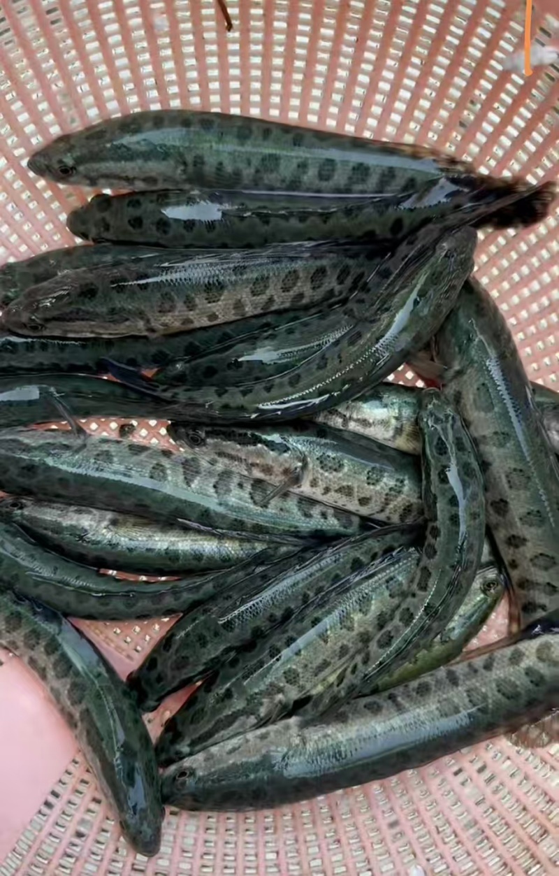 【花鲢鱼苗】10公分花鲢鱼苗好养殖长得好货源充足