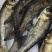 【花鲢鱼苗】10公分花鲢鱼苗好养殖长得好货源充足