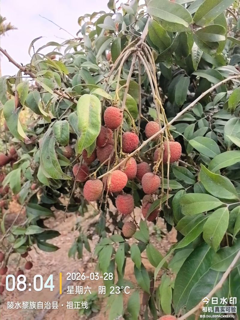 海南桂花香荔枝，三分之二红到全红果上市，33元一斤