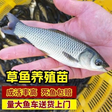 【草鱼苗】10-12公分草鱼货源充足1.8元一条