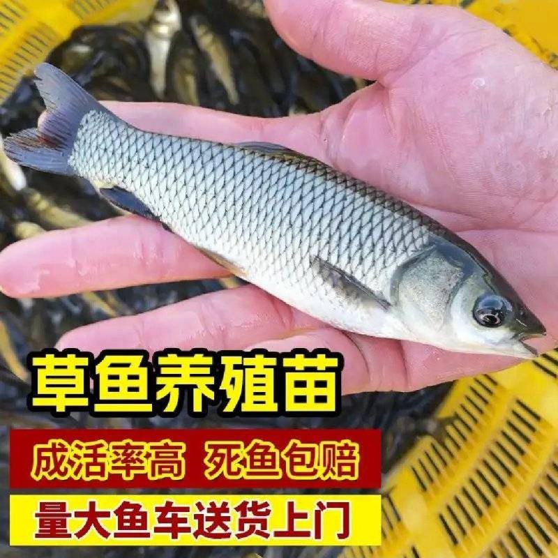 【草鱼苗】10-12公分草鱼货源充足1.8元一条