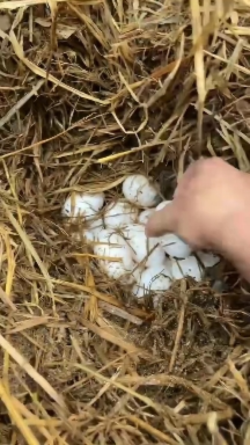 鳄鱼蛋