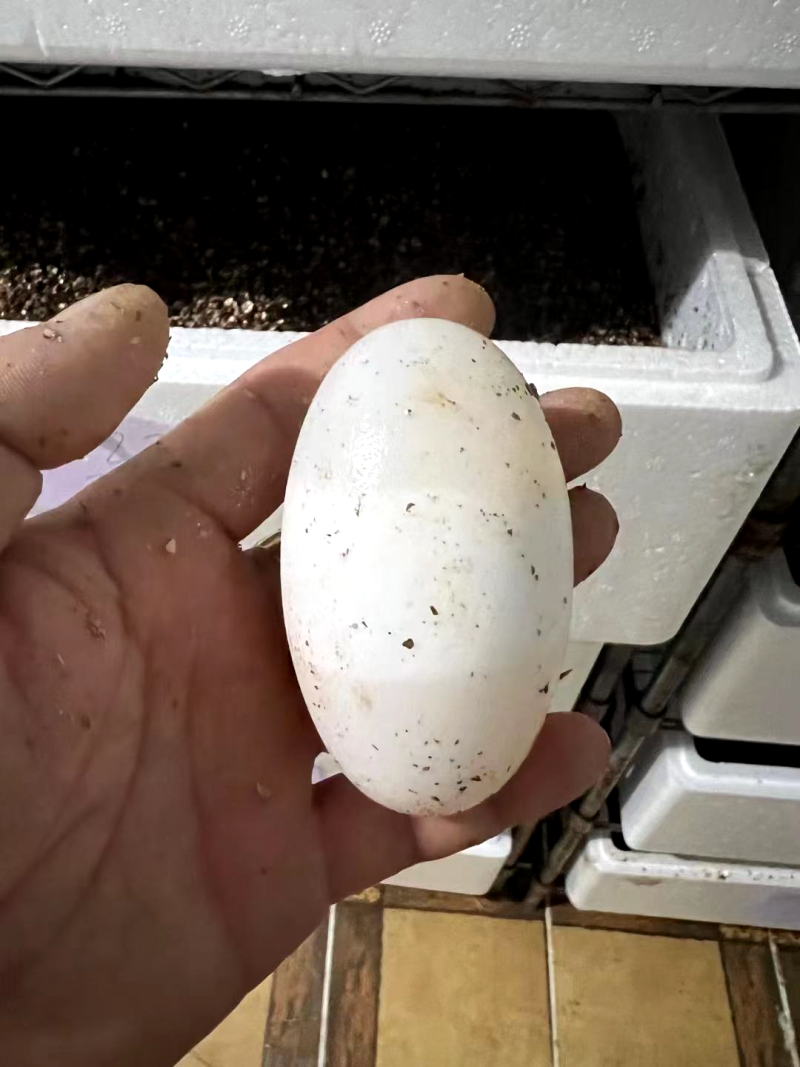 鳄鱼蛋