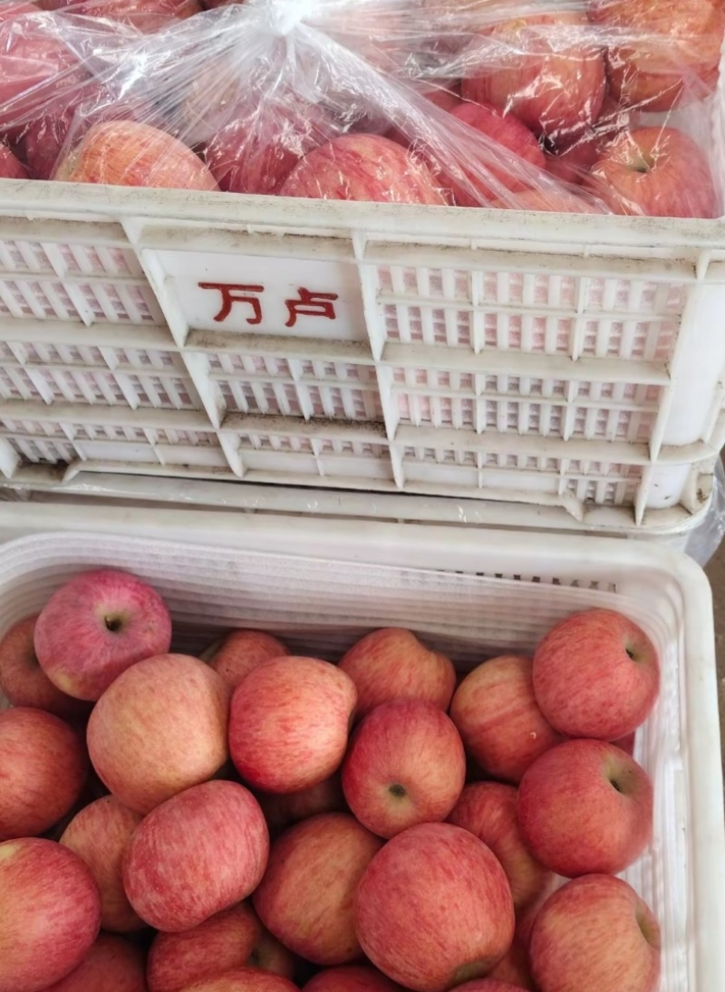 山东省烟台市福山区条纹红富士一级果