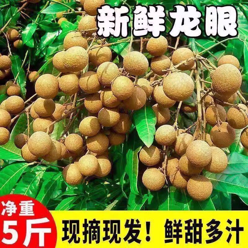 广东茂名高州正宗山地老树石硖储良龙眼香甜美味，产地直发