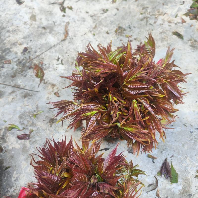 禹村镇南泉头村香椿芽