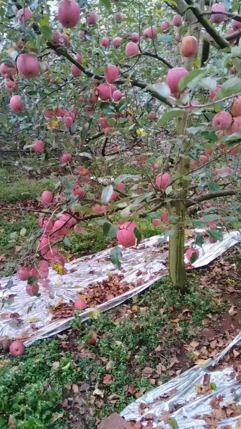 精品四川汉源糖心红富士苹果，产地货源，品质保证，量大从优