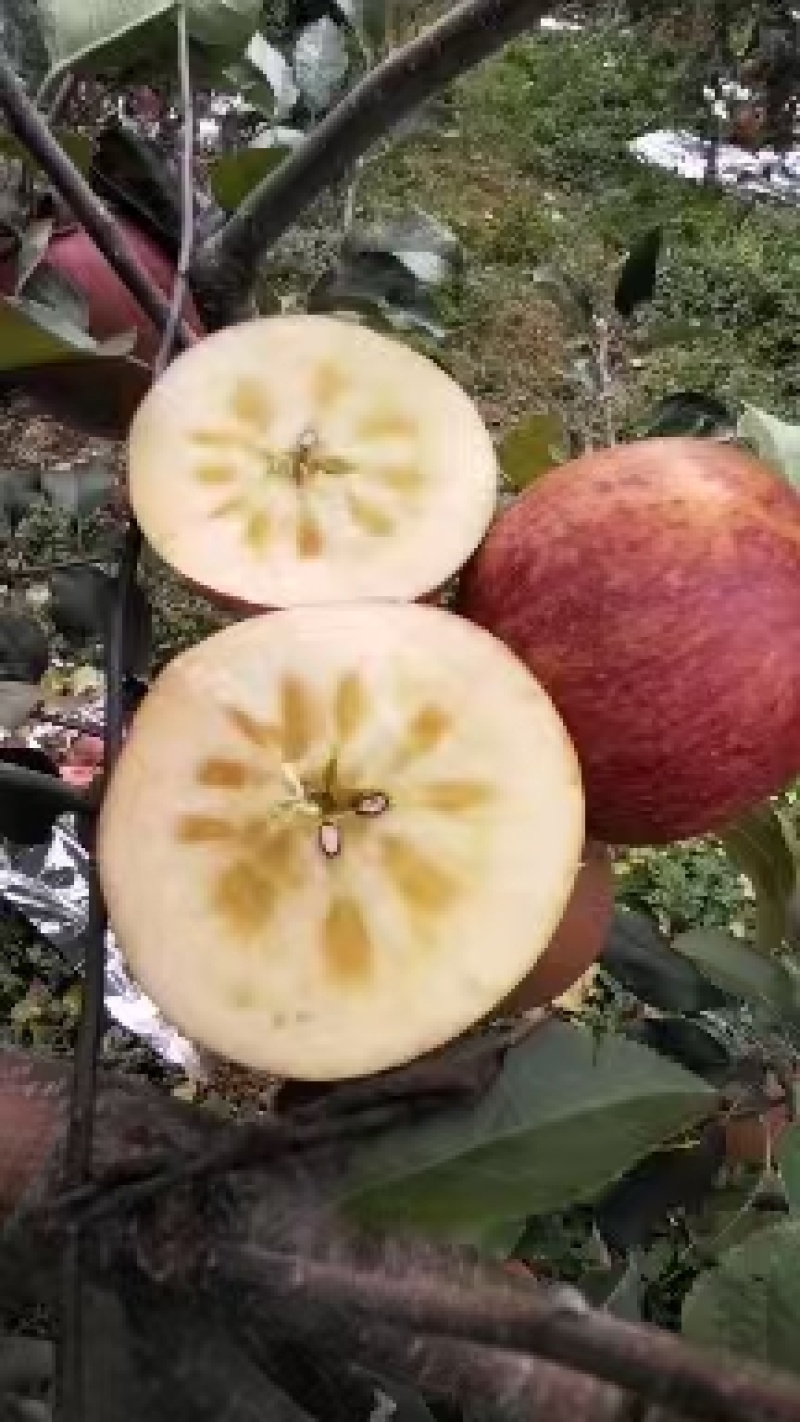 精品四川汉源糖心红富士苹果，产地货源，品质保证，量大从优