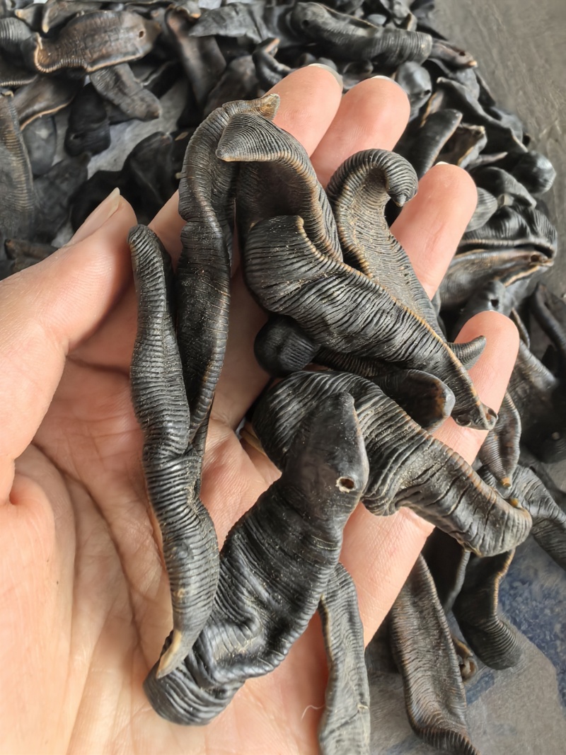 水蛭吊干精选货干货只卖品质保证价格实惠