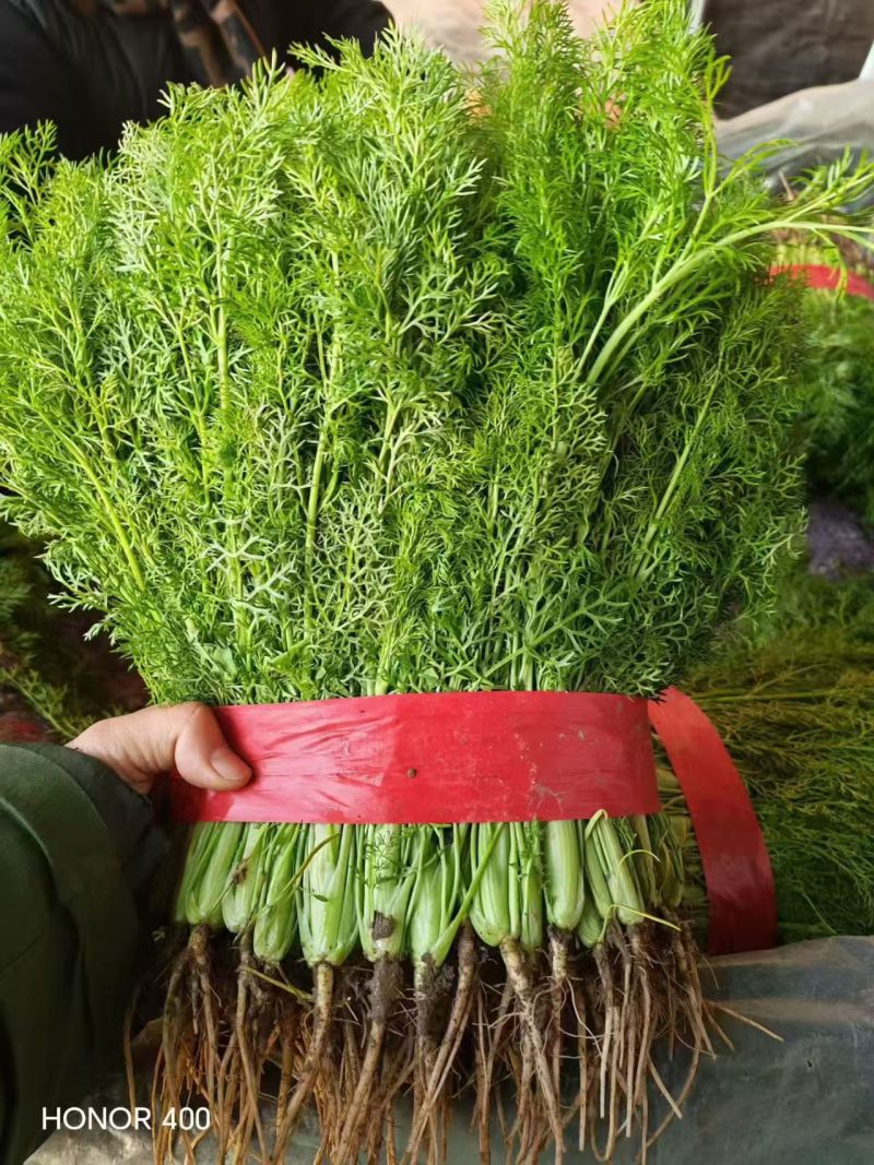 【精选】茴香现割现发产地一手货源质量保证量大优惠