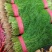 【精选】茴香现割现发产地一手货源质量保证量大优惠