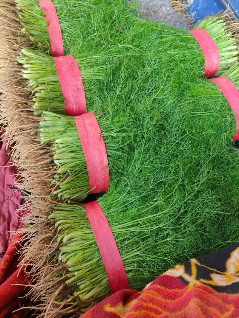 【精选】茴香现割现发产地一手货源质量保证量大优惠