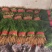 【精选】茴香现割现发产地一手货源质量保证量大优惠