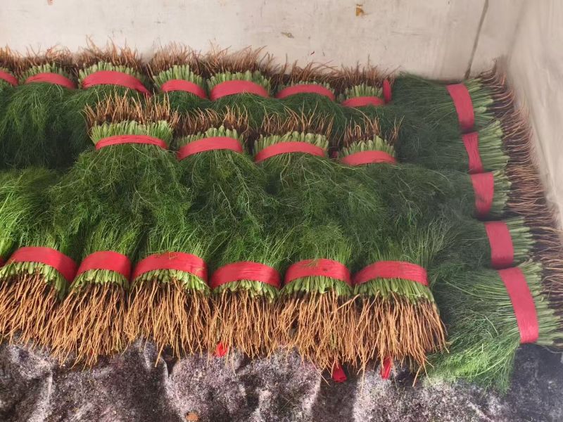 【精选】茴香现割现发产地一手货源质量保证量大优惠