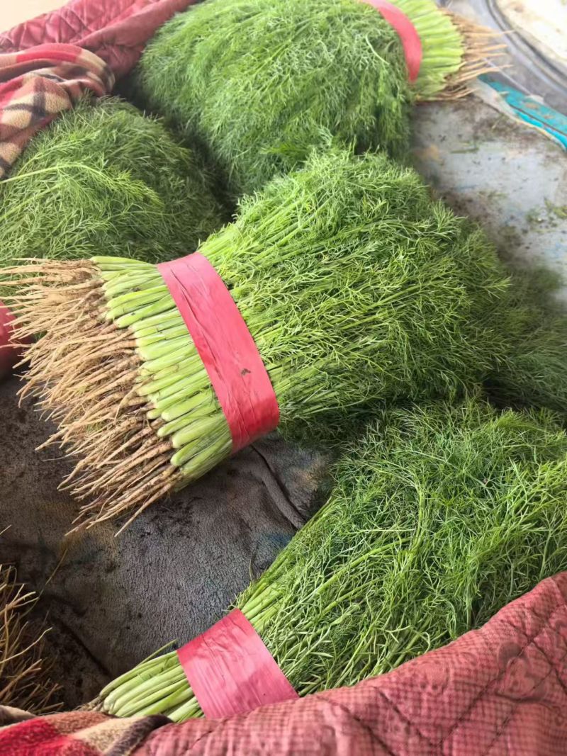 【精选】茴香现割现发产地一手货源质量保证量大优惠