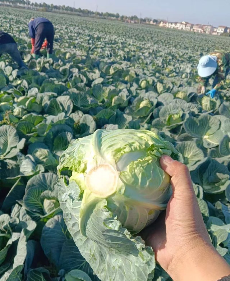 湖北甘蓝，奥奇娜圆包菜，品质保证市场商超大量供应