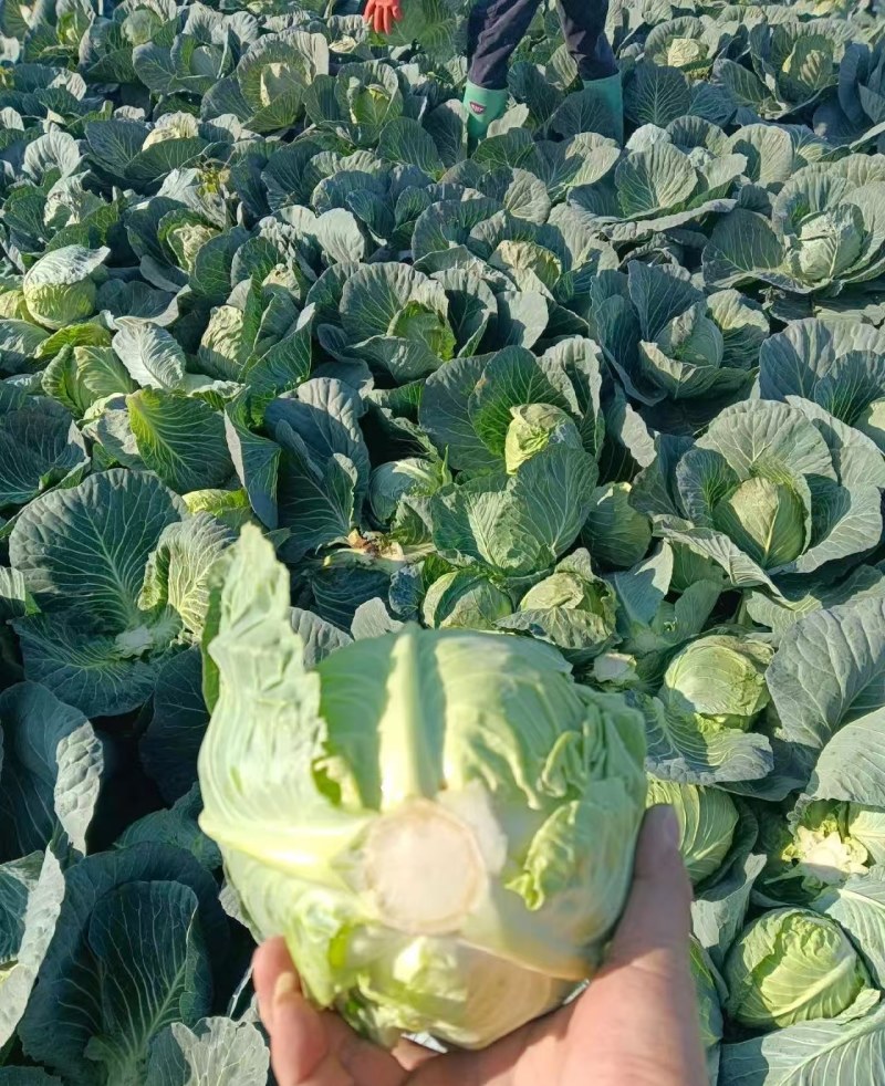 湖北甘蓝，奥奇娜圆包菜，品质保证市场商超大量供应