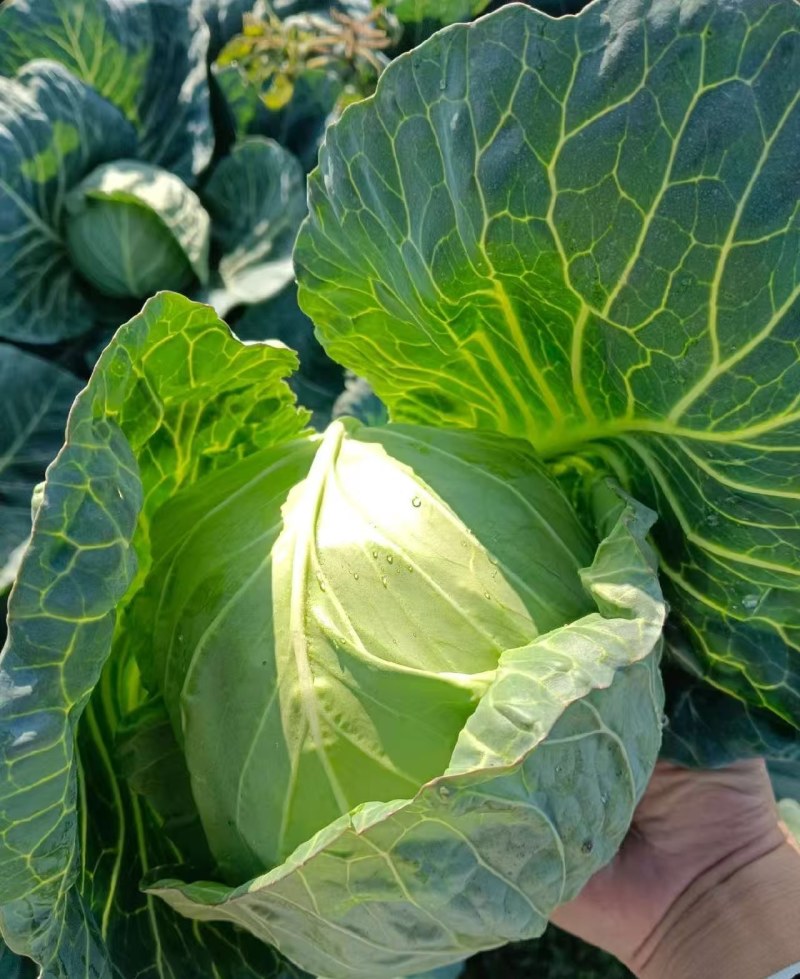 湖北甘蓝，奥奇娜圆包菜，品质保证市场商超大量供应