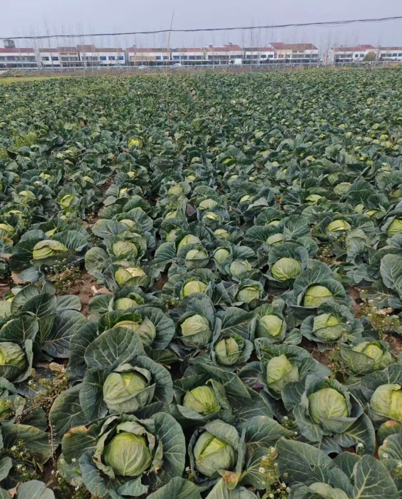 湖北甘蓝，奥奇娜圆包菜，品质保证市场商超大量供应